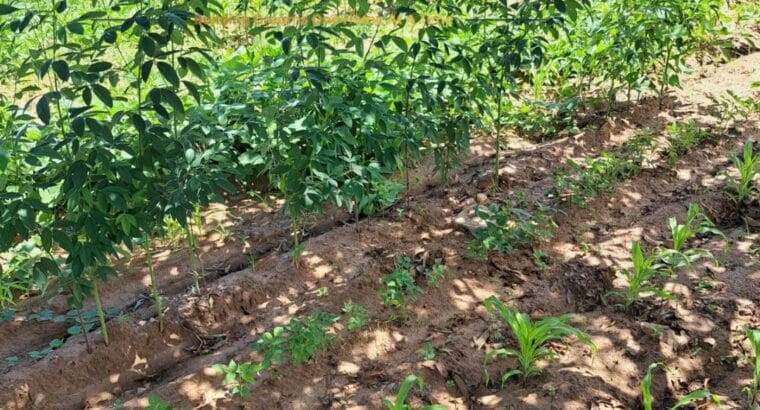 Buy Plots in Kenya with Title Deeds – Jaystar Real Estate