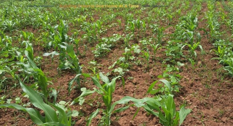 Buy Plots in Kenya with Title Deeds – Jaystar Real Estate